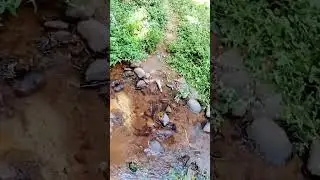 Camping Spot/Tent Stay🤗Forest/Hill Forest/Yercaud #camping #tent #mountain #nature #asmr