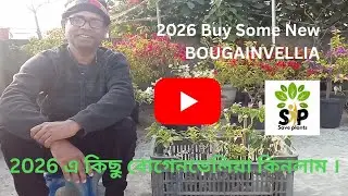 2026 এব় কিছু নতুন ও পুরানো বোগেনভেলিয়া । Some new & old BOUGAINVELLIA in 2026