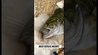Best Smallmouth Bass replica mount IMO #shorts #fishing #bass #mount #taxidermy