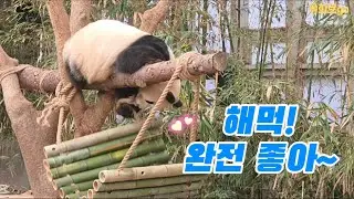 2026.01.19. 해먹에서 신이난 아이바오