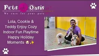 Lola, Cookie & Teddy Enjoy Cozy Indoor Fun Playtime | Happy Holiday Moments 🐶✨