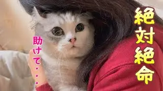おとなしく爪切りをさせてくれてた兄猫が途中から大変なことに・・・