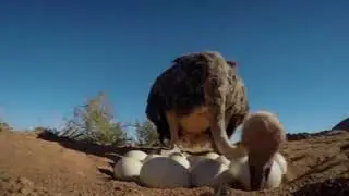 OSTRICH PROTECT EGGS FROM HYENA AND MONKEY /DANGEROUS ANIMALS
