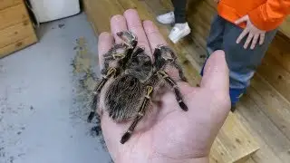 LITTLE RAY'S REPTILE ZOO AND NATURE CENTRE (FZ300 Footage)