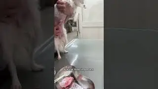 🐾 術後の傷の消毒方法 | Post-Surgery Wound Care | 術後傷口消毒方法 🐾