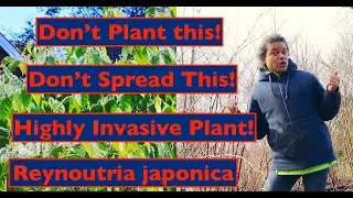 Highly Invasive Garden Plant - Japanese Knotweed