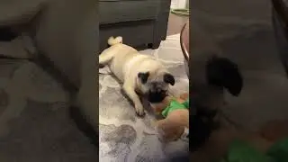 Pug Play