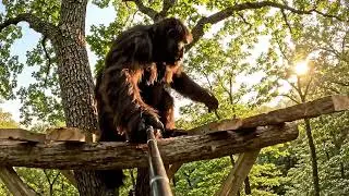 Bigfoot Builds His Dream Treehouse