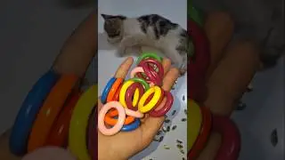 Cat Bella Beads 🌈🌸Reverse video#marblerunandmore #cat #reverse