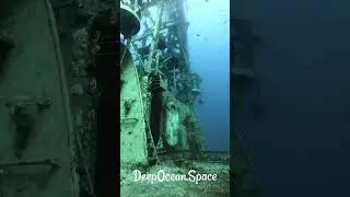 Are you a shallow or wreck diver? #tdidivers #sdidivers #redseadiving #scubadiving #aquatic