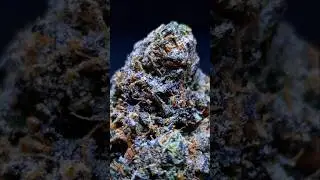 🌿 REVIEW THE SECRET FORMULA SHERBANGER 🍬⛽️