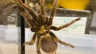Brighton Invert Show 2024. Cuban Bronze Tarantula Rehouse. (Phormictopus Auratus)
