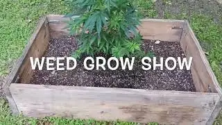 Gelato Outdoor Weed Grow 3 Days After Transplant