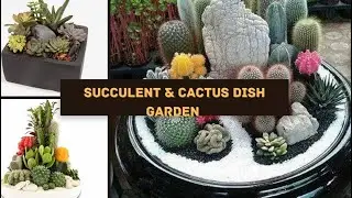 Dish garden | cactus | succulents | container garden (@leaf.loom_byali )