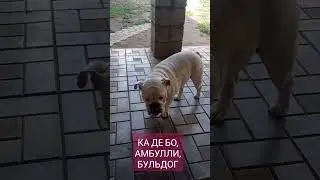 КА ДЕ БО, АМБУЛЛИ, БУЛЬДОГ #cadebou #кадебо #амбулли #американскийбулли #cadeboumallorca #kadebo