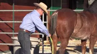 How to keep your horse's tail looking great!
