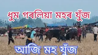 Khumnath Bordoloi Sikabori VS Nikhil Bharali Katahguri Moh juj#mohjuj #bigbuffalo #buffalofight 