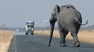 Elephant VS Truck