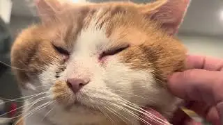 Purrbaby cheek