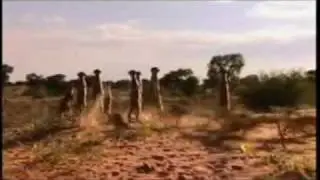 Suricatas Asesinas