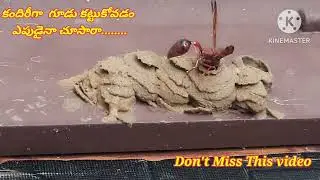 Nature wonders # కందిరీగా గూడు #nest making #natural engineers