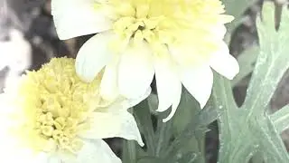 コギク（小菊）の花言葉：純情、真実　　　　　　　　　　癒しの花と音楽