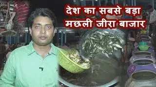 देश का सबसे बड़ा मछली जीरा बाजार, India's Fish Fingerling Market