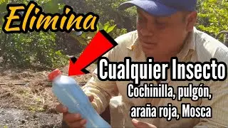Insecticida Casero Potente para Eliminar Mosca Blanca, Pulgon, Araña Roja, Roya, Cochinilla