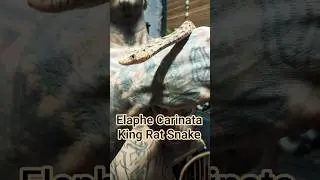 Elaphe Carinata #kingratsnake #ratsnake #reptile #cutepet #exoticpet #colubrid #thailand #tattoo