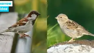 House sparrow