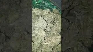 Cannabis inspection of eSwatini flower