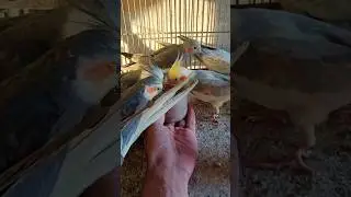 cockatiel singing parrot 🐦😍 #shorts #cockatiel #yellowcockatiel48