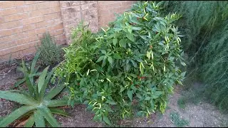 2024 Super Hot Grow Series, выпуск 7 &mdash; обновление за октябрь