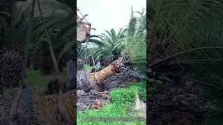 Moving Giants: Palm Tree Relocation