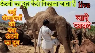 ऊंटनी का दूध कैसे निकाला जाता है||How is camel milk extracted?