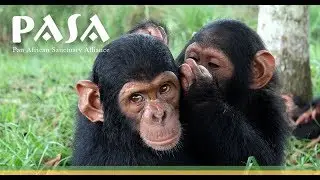 World Chimpanzee Day