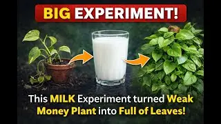“Money Plant Growth Experiment | دودھ سے منی پلانٹ کیسے خوشحال ہوا؟”
