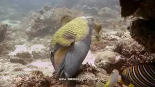 Plongee Nosy Be, Ambiances recif. Diving Nosy be, Reef ambiances
