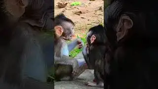 Monkey Shorts 2023/#Funny Videos Monkey #Shorts/ Short Monkeys.