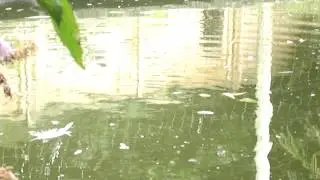 Diving/Feeding Behaviour in Tufted Duckling