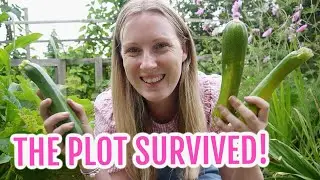 THE PLOT SURVIVED / EMMA'S ALLOTMENT DIARIES / AUGUST 2021