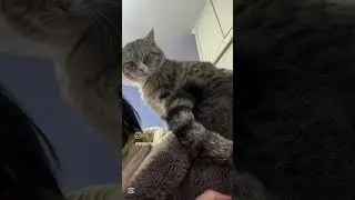 Crazy cat #cat #catbond #funny #dogbond #cute #catbonding #pets #humandogbond #funnycats