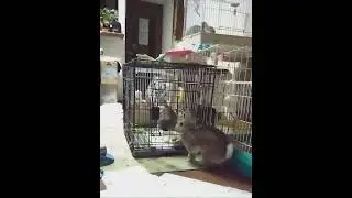ウサギ　オス　歯切り後はおとなしめ