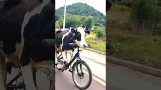 Cow#funny #cow bicycle sliding#short viral