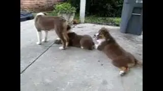 3 Red Tri Australian Shepherd Puppies