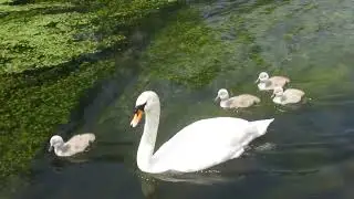 Mute Swan Family - Mildenhall, Suffolk, UK
