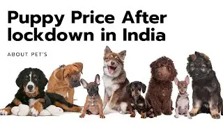 Puppy Price After lockdown in India PART:-1