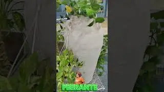 Water fountain shorts video #feerante #firante #kumardutraz