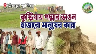 কুষ্টিয়ায় পদ্মার ভাঙন হাজারো মানুষের কান্না | নদী ভাঙ্গন | Padma erosion Mirpur Kushtia