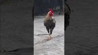 Pure desi village fighter murga...